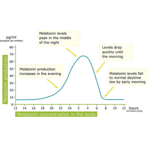 Melatonin levels throughout the day