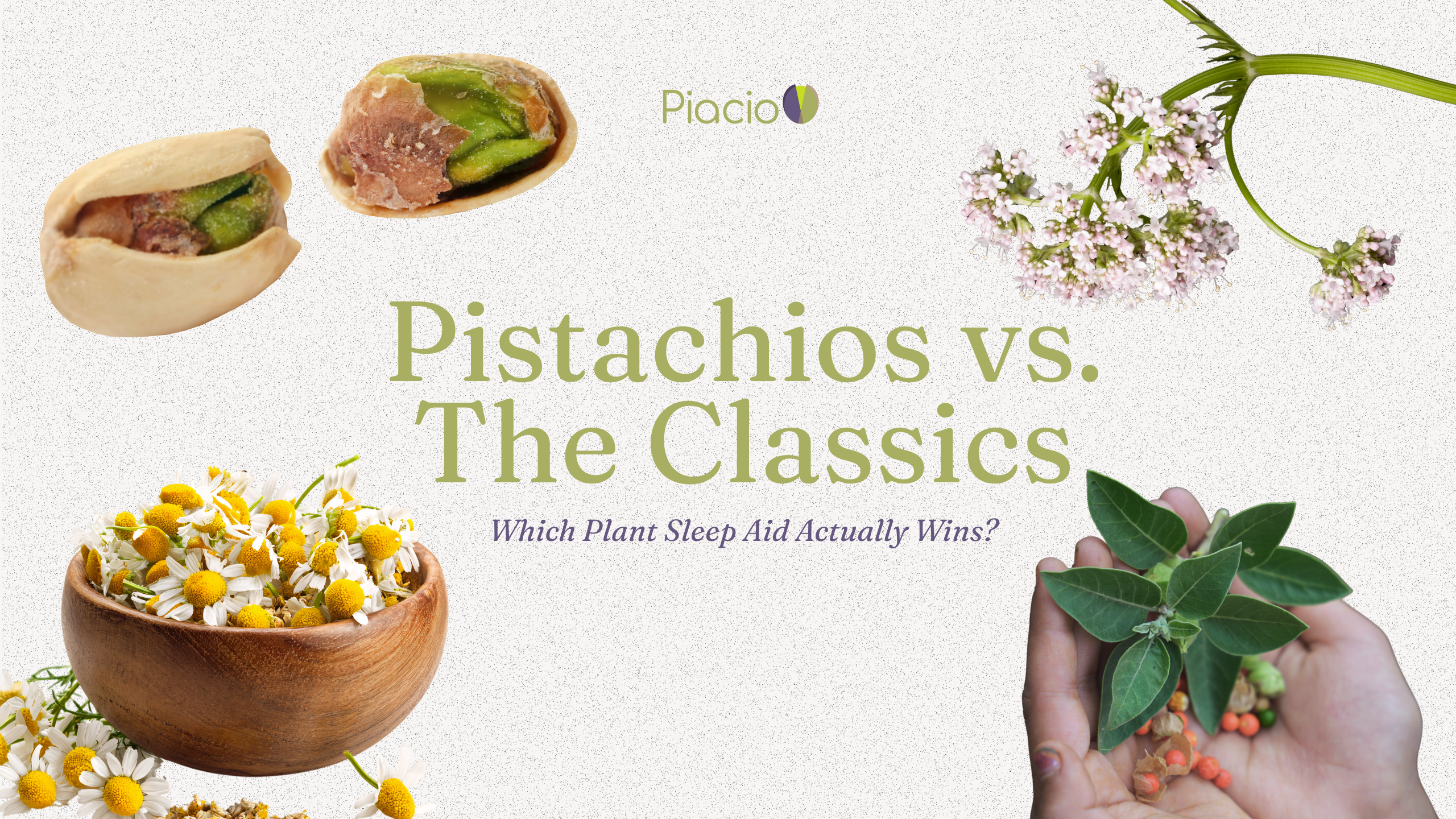 Cover image showing pistachio nuts, chamomile flowers in a bowl, a valerian flower stem, and hands holding ashwagandha, with title text “Pistachios vs. The Classics: Which Plant Sleep Aid Actually Wins?”